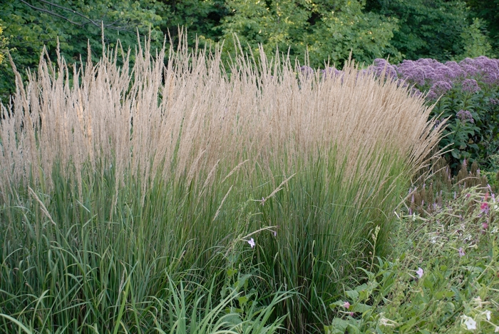 Feather Reed Grass - Calamagrostis acutiflora 'Karl Foerster' from EC Browns Nursery