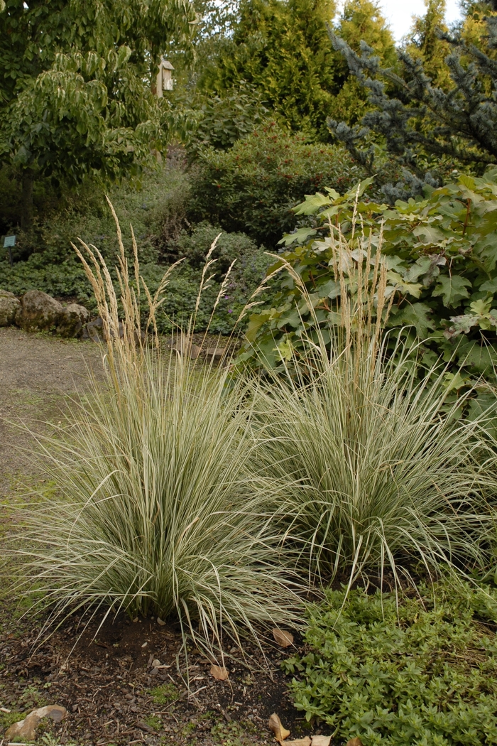 Variegated Feather Reed Grass - Calamagrostis acutiflora 'Overdam' from EC Browns Nursery