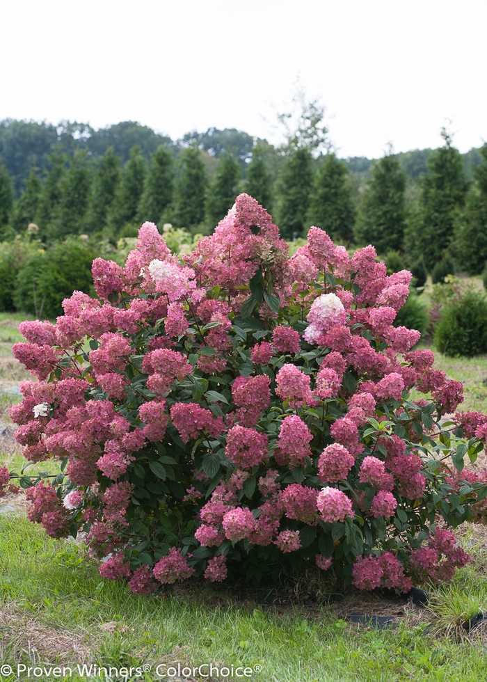 Fire Light® - Hydrangea paniculata from EC Browns Nursery
