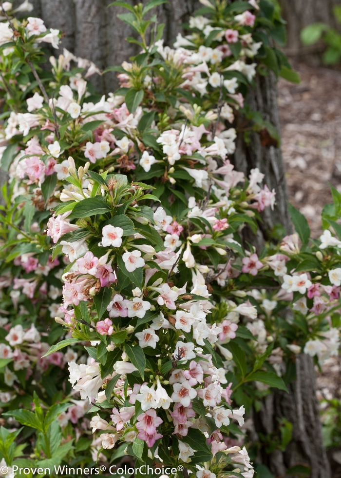 Weigela - Weigela florida 'Sonic Bloom Pearl' from EC Browns Nursery