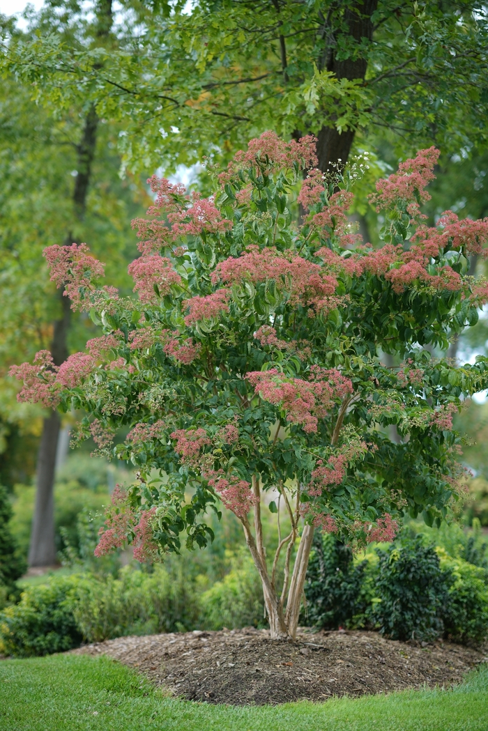 Temple of Bloom® - Heptacodium miconoides from EC Browns Nursery