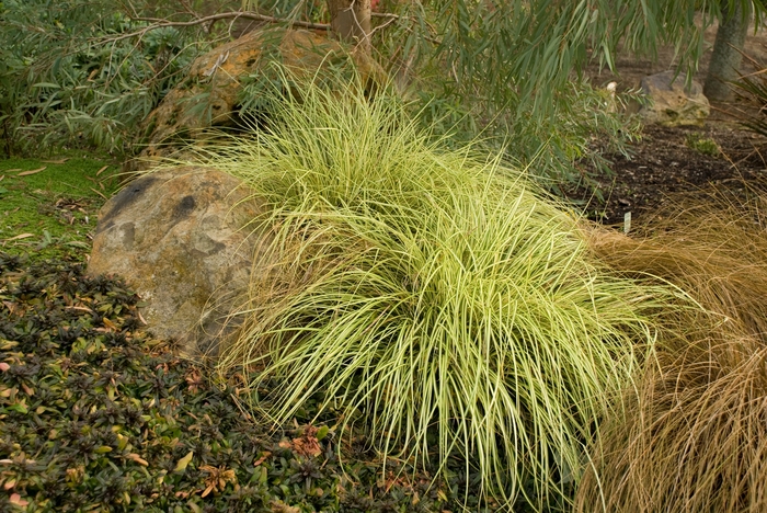 'Evergold' - Carex oshimensis from EC Browns Nursery