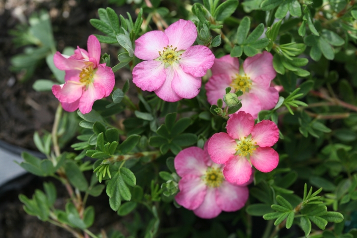 Happy Face Hearts&reg; - Potentilla fruticosa 'SMNPPS' PP30710, CBR6517 from EC Browns Nursery