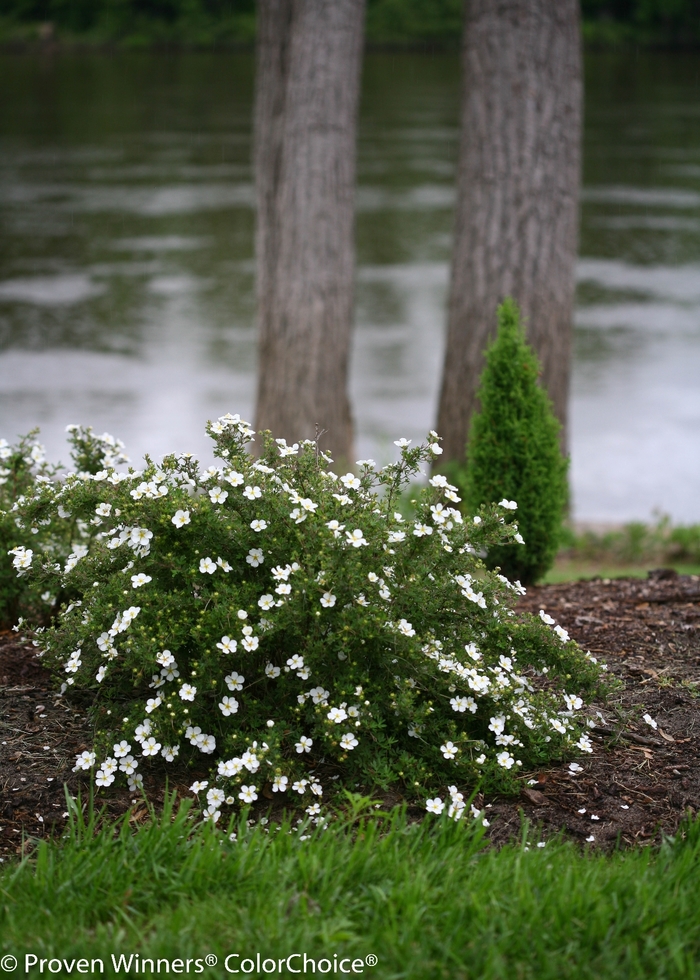 Happy Face&reg; White - Potentilla fruticosa from EC Browns Nursery