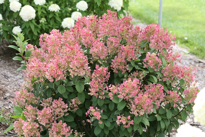 Little Quick Fire® - Hydrangea paniculata from EC Browns Nursery