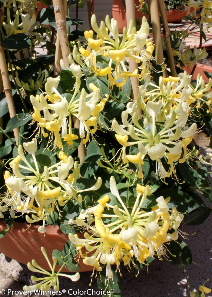 'Scentsation' - Lonicera periclymenum from EC Browns Nursery