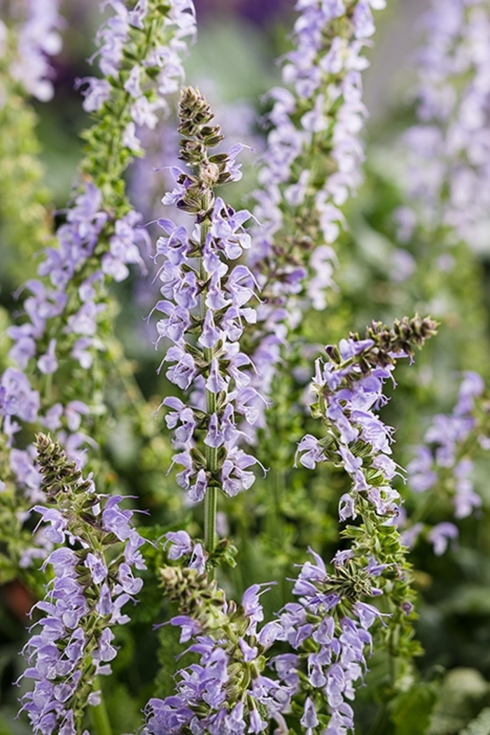 Color Spires&reg; 'Crystal Blue' - Salvia nemorosa (Meadow Sage) from EC Browns Nursery