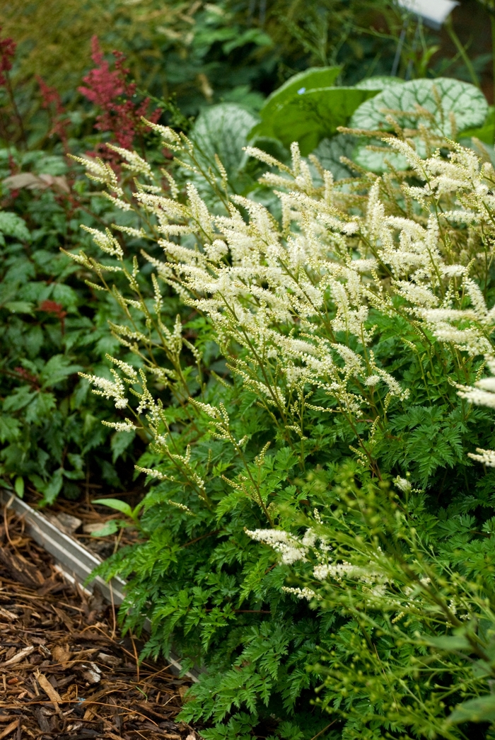 Dwarf Goat's Beard - Aruncus aethusifolius from EC Browns Nursery