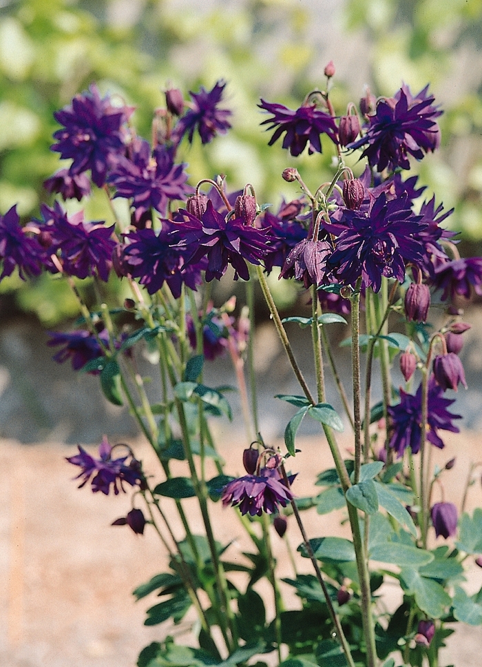 Blue Barlow Columbine - Aquilegia vulgaris 'Blue Barlow' (Columbine) from EC Browns Nursery