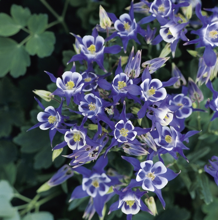 Winky Blue and WhiteColumbine - Aquilegia vulgaris 'Winky Blue and White' (Columbine) from EC Browns Nursery