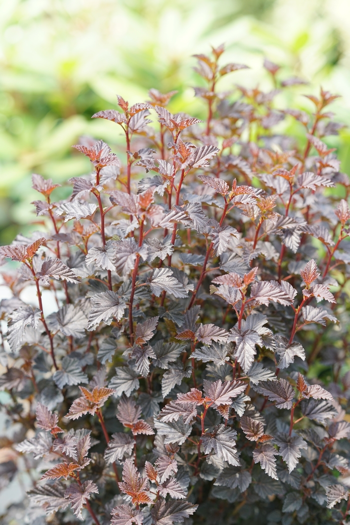 Summer Wine® Black Ninebark - Physocarpus o. 'SMNPMS' PP30232, Can PBRAF from EC Browns Nursery