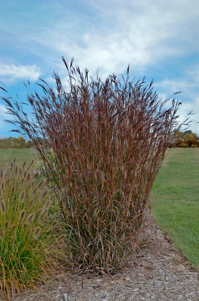 Big Bluestem Grass - Andropogon gerardii 'Indian Warrior' from EC Browns Nursery