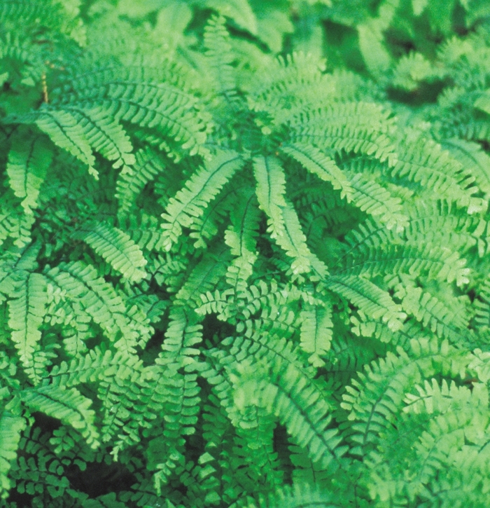 Hardy Maidenhair Fern - Adiantum x mairisii from EC Browns Nursery