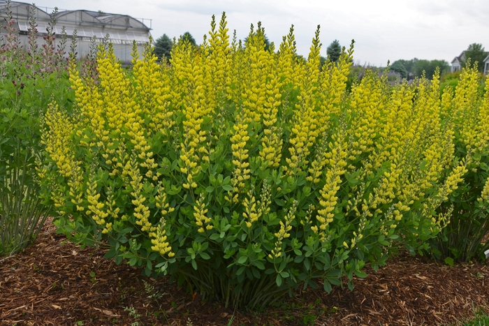 False Indigo - Baptisia 'American Goldfinch' from EC Browns Nursery
