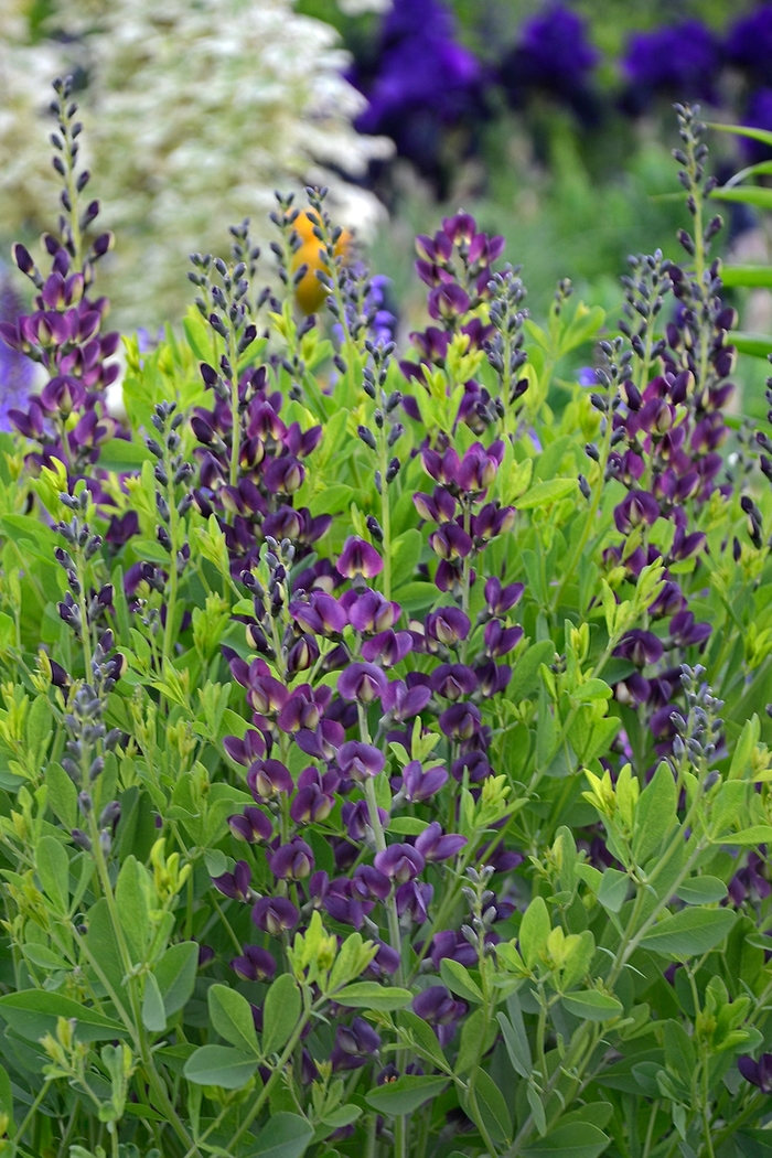 Baptisia - Baptisia 'Grape Taffy; from EC Browns Nursery