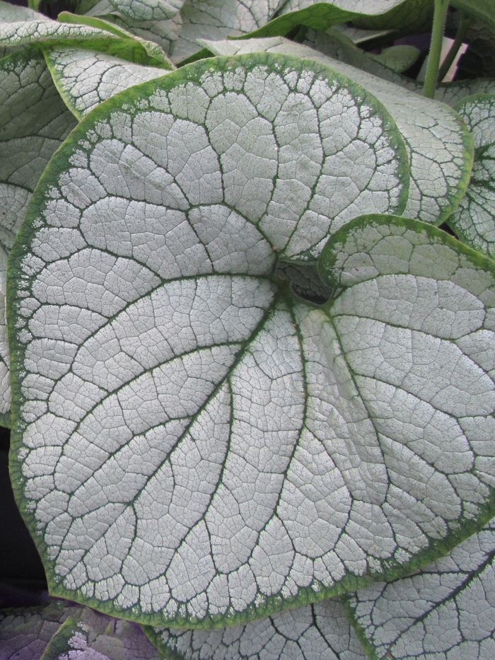 Silver Heart Brunnera - Brunnera macrophylla 'Silver Heart' from EC Browns Nursery
