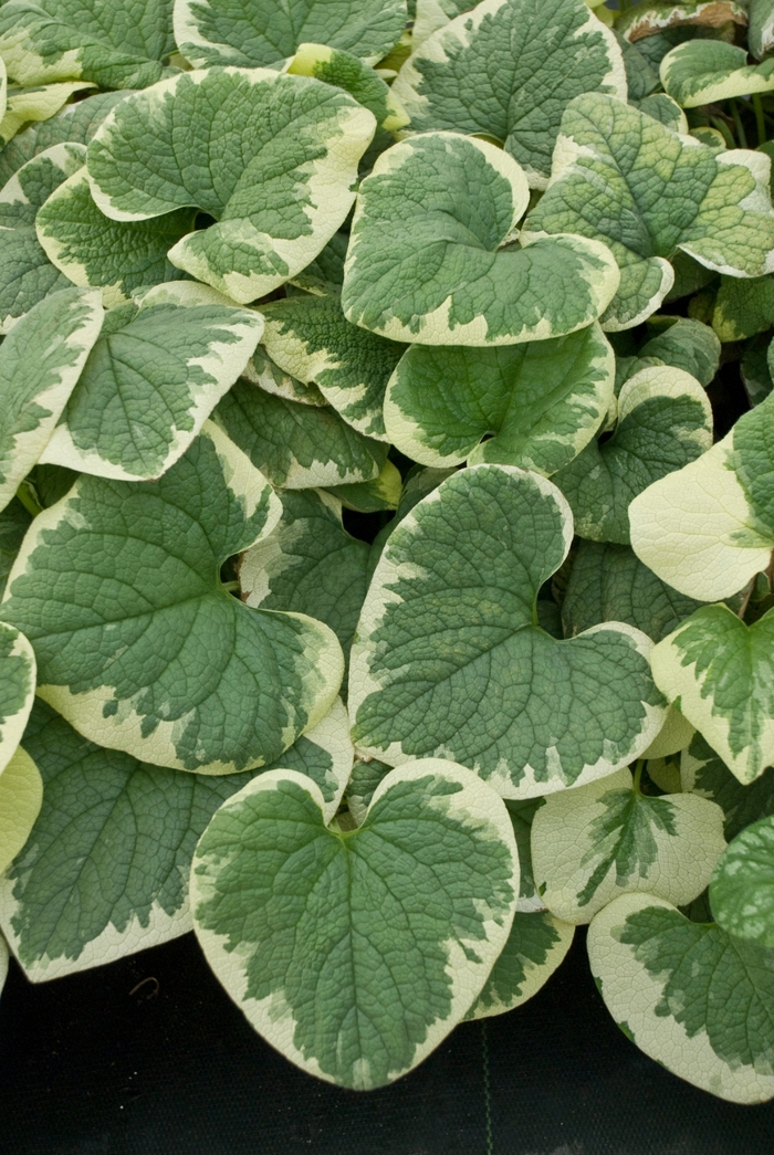 'Variegata' Siberian Bugloss - Brunnera macrophylla from EC Browns Nursery