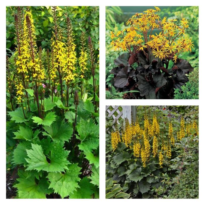 Ligularia - Ligularia Multiple Varieties from EC Browns Nursery