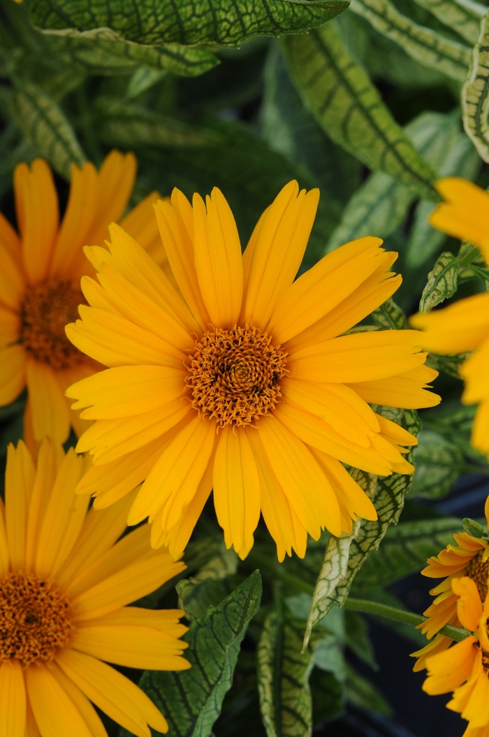 Sunstruck False Sunflower - Heliopsis 'Sunstruck' from EC Browns Nursery