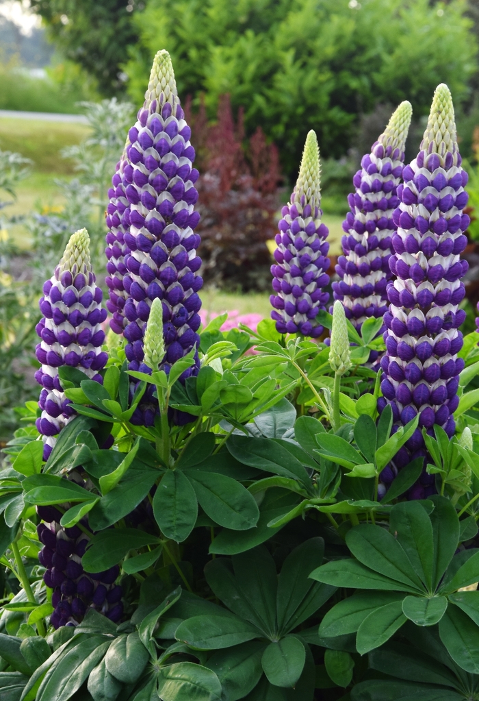 Westcountry&trade; Blacksmith - Lupinus polyphyllus 'Blacksmith' PPAF (Lupine) from EC Browns Nursery