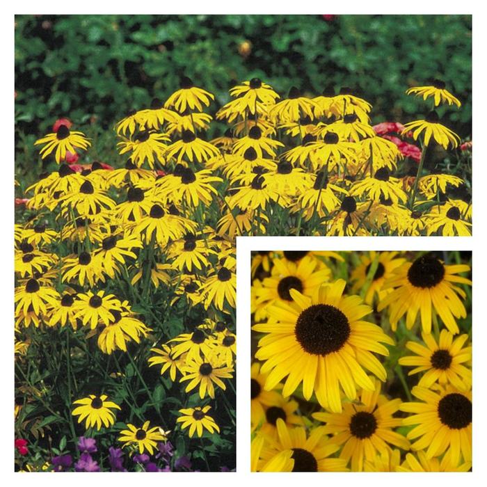Black-Eyed Susan - Rudbeckia from EC Browns Nursery