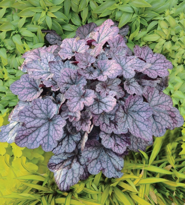 Coral Bells - Heuchera 'Grape Expectations' from EC Browns Nursery
