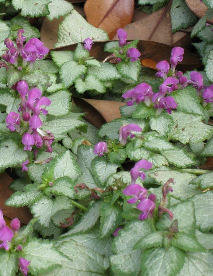  Red Nancy Spotted Deadnettle - Lamium maculatum from EC Browns Nursery