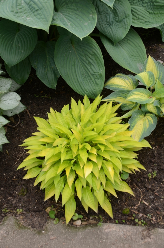 Munchkin Fire Hosta, Plantain Lily - Hosta 'Munchkin Fire' (Hosta, Plantain Lily) from EC Browns Nursery