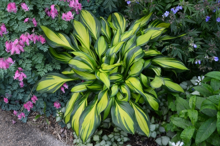 Hosta, Plantain Lily - Hosta 'Rainbow's End' from EC Browns Nursery