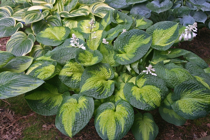 'Brother Stefan' Hosta, Plantain Lily - Hosta from EC Browns Nursery