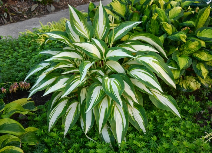 Cool as a Cucumber Hosta, Plantain Lily - Hosta ''Cool as a Cucumber'' (Hosta, Plantain Lily) from EC Browns Nursery