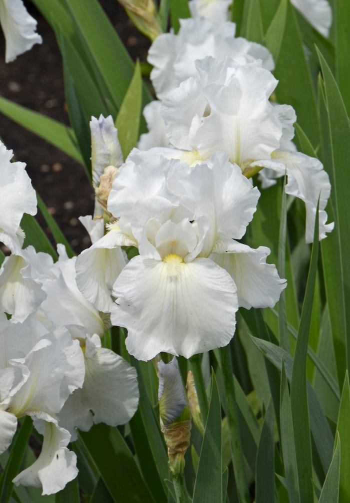 Immortality Bearded Iris - Iris germanica 'Immortality' (Bearded Iris) from EC Browns Nursery