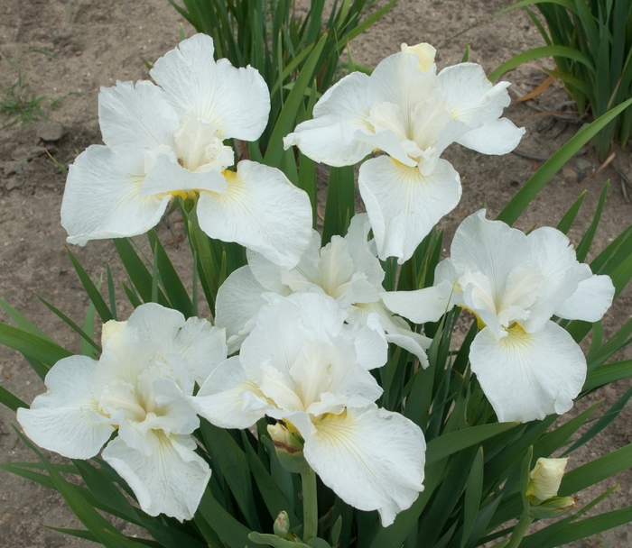 Swans in Flight Siberian Iris - Iris sibirica 'Swans in Flight' (Siberian Iris) from EC Browns Nursery