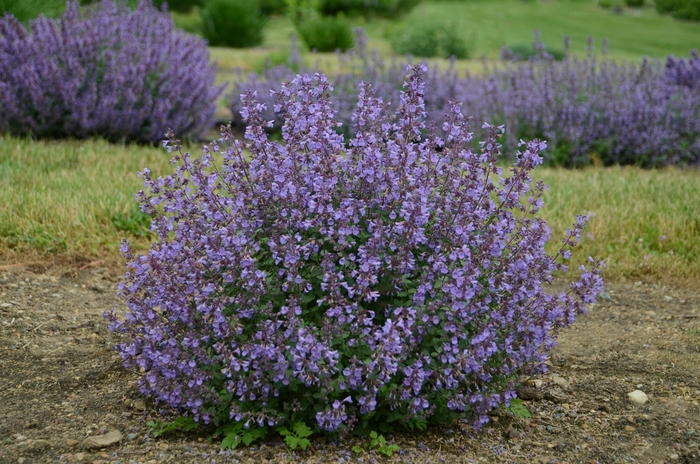 Kitten Around Catmint - Nepeta x faassenii 'Kitten Around' (Catmint) from EC Browns Nursery