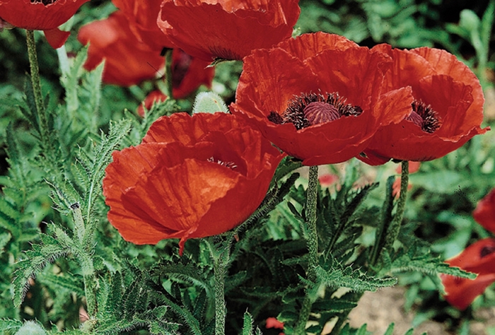 Oriental Poppy - Papaver orientale 'Beauty of Livermore' from EC Browns Nursery