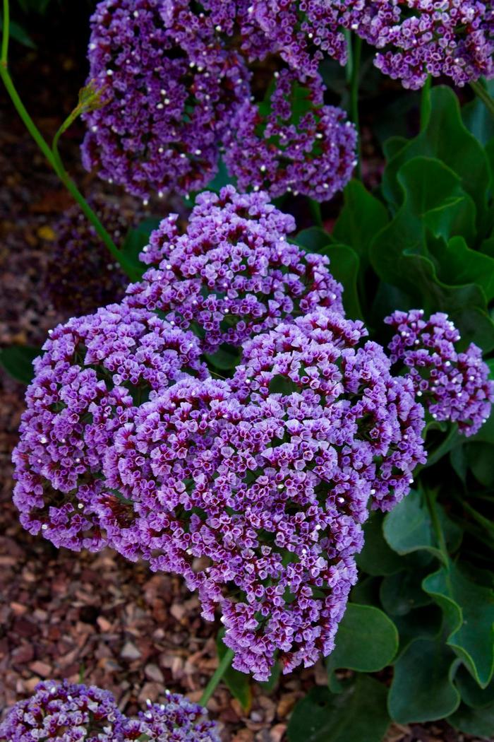 Sea Lavender - Limonium latifolium from EC Browns Nursery