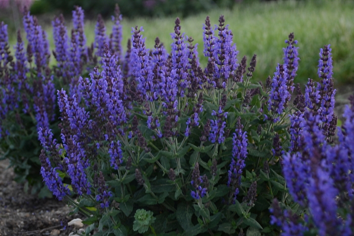 'Bumbleblue' - Salvia nemorosa from EC Browns Nursery