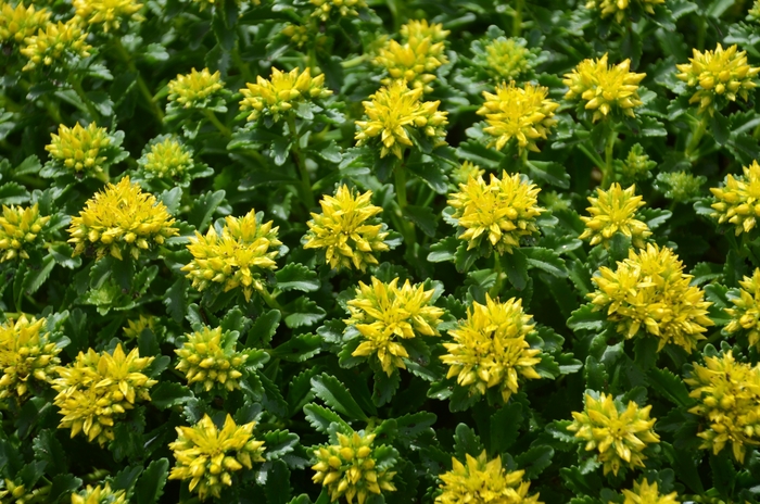 'Little Miss Sunshine' - Sedum hybrid from EC Browns Nursery