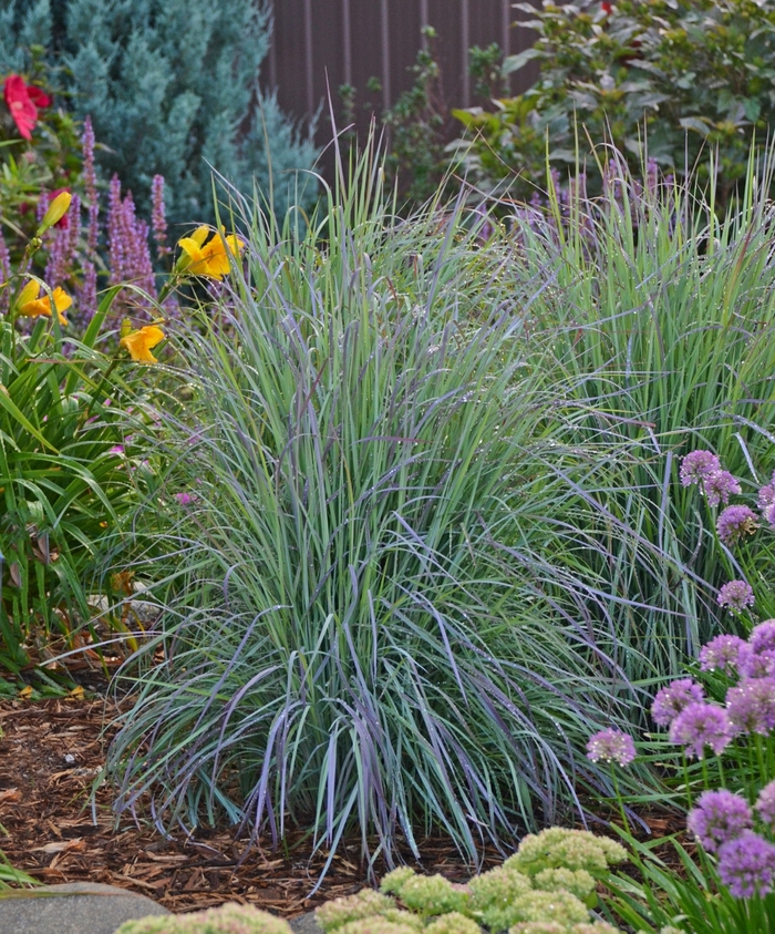 Twilight Zone Little Bluestem - Schizachyrium scoparium 'Twilight Zone' from EC Browns Nursery