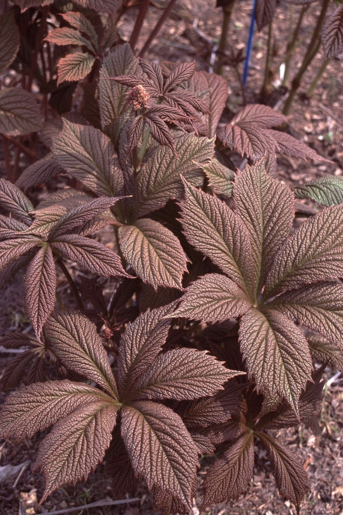 Featherleaf Rodgersia - Rodgersia pinnata 'Chocolate Wing' from EC Browns Nursery