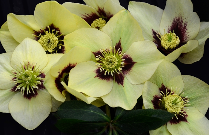 Honeymoon&reg; 'Spanish Flare' - Helleborus hybrid from EC Browns Nursery