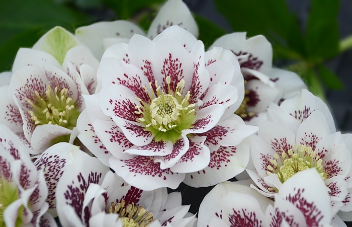 Wedding Party&trade; 'Confetti Cake' - Helleborus x from EC Browns Nursery