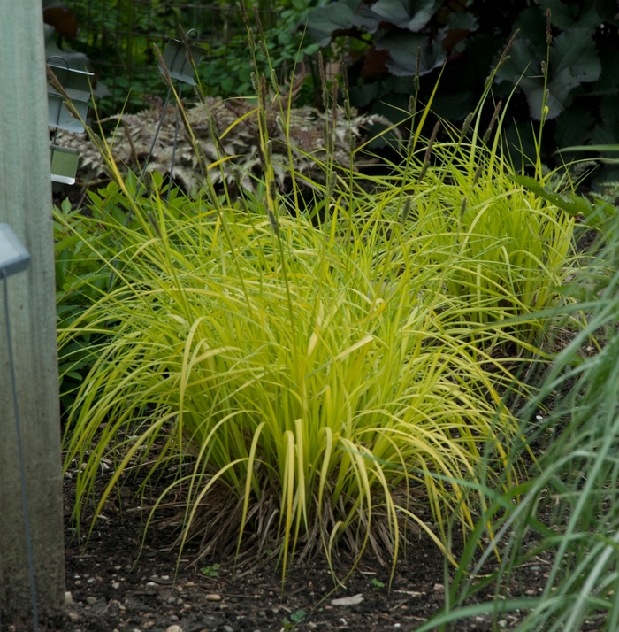 'Bowles Golden' Gold Sedge - Carex elata from EC Browns Nursery