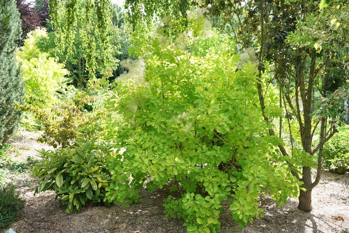 Winecraft Gold&reg; - Cotinus coggygria from EC Browns Nursery