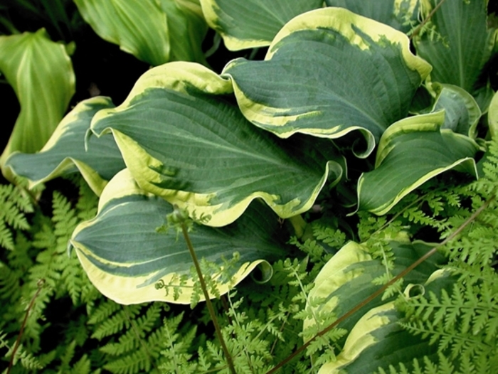 Shadowland&reg; Wheee!' - Hosta hybrid from EC Browns Nursery