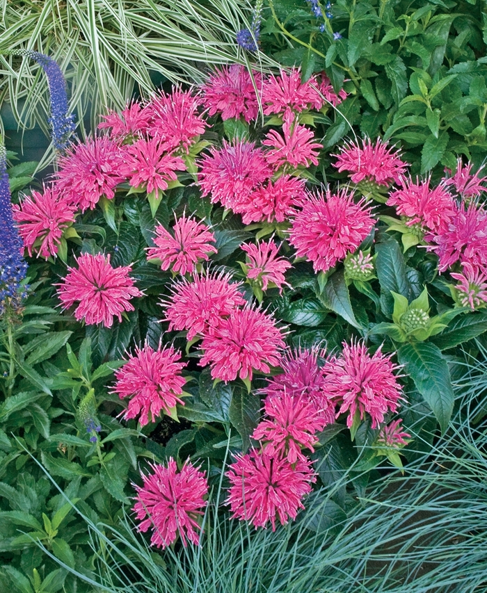 'Pardon My Pink' - Monarda didyma from EC Browns Nursery