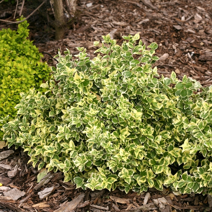 White Album&reg; - Euonymus fortunei from EC Browns Nursery