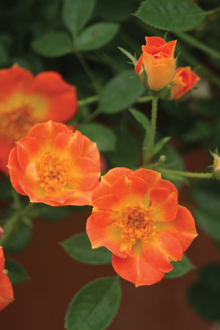 Oso Easy® Paprika - Rosa x 'ChewMayTime' PP18347 from EC Browns Nursery