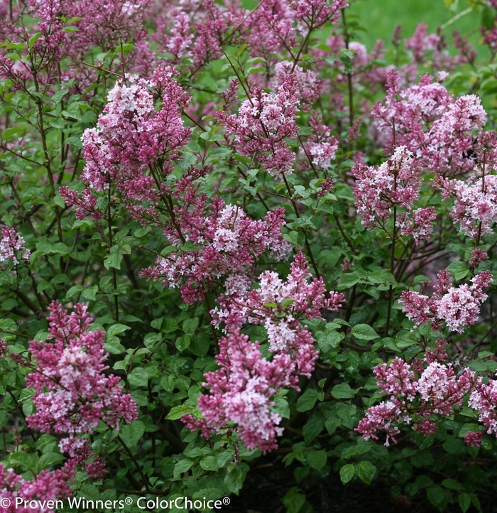 Scent and Sensibility&trade; Pink - Syringa x from EC Browns Nursery