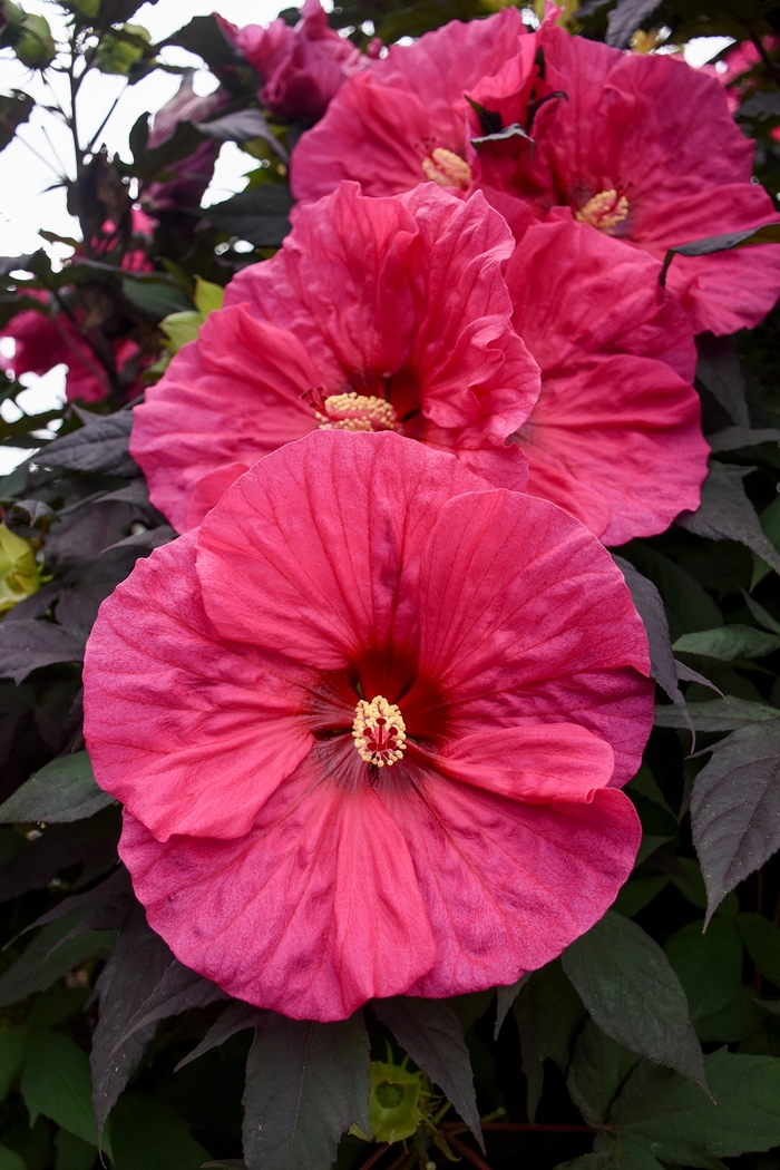 Summerific&reg; 'Evening Rose' - Hibiscus hybrid from EC Browns Nursery